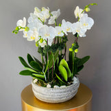 Whispers of Elegance Mini Orchids