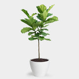 Planta de hoja de violín