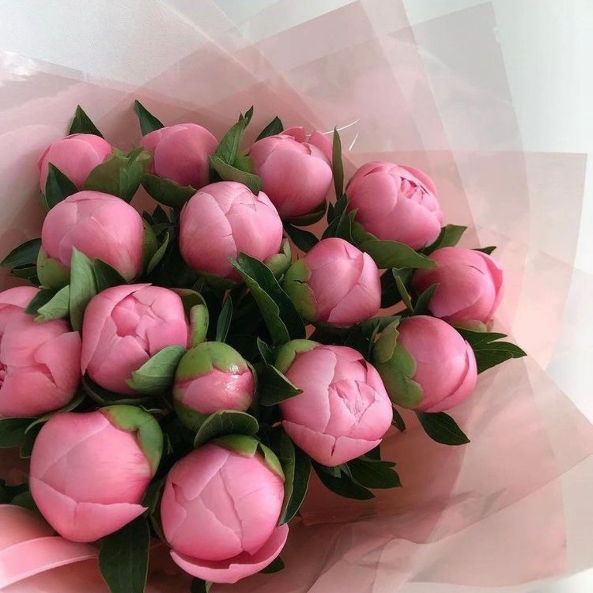 Peonías rosas
