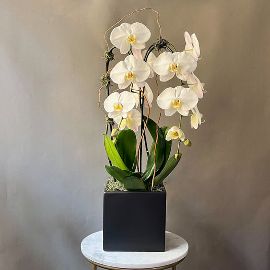 Waterfall Orchids Duo
