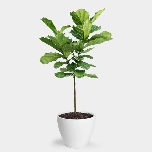 Fiddle Leaf Plant